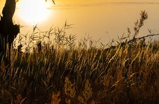 Urlaub im Oderbruch | Ferienwohnungen in Altlewin und Gusow-Platkow | Impressionen