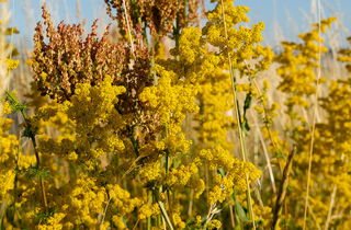 Urlaub im Oderbruch | Ferienwohnungen in Altlewin und Gusow-Platkow