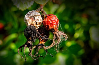 Urlaub im Oderbruch | Ferienwohnungen in Altlewin und Gusow-Platkow | Impressionen
