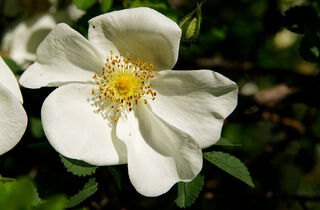 Urlaub im Oderbruch | Ferienwohnungen in Altlewin und Gusow-Platkow | Impressionen