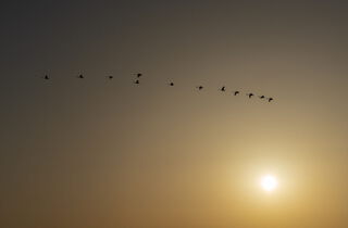 Urlaub im Oderbruch | Ferienwohnungen in Altlewin und Gusow-Platkow